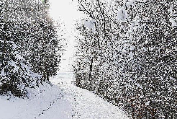 Deutschland  Nordrhein-Westfalen  Leerer schneebedeckter Fußweg zwischen kahlen Waldbäumen des Hohen Venns - Naturpark Eifel