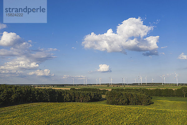 Deutschland  Brandenburg  Drohnenansicht eines Sonnenblumenfeldes im Sommer mit Windturbinen im entfernten Hintergrund