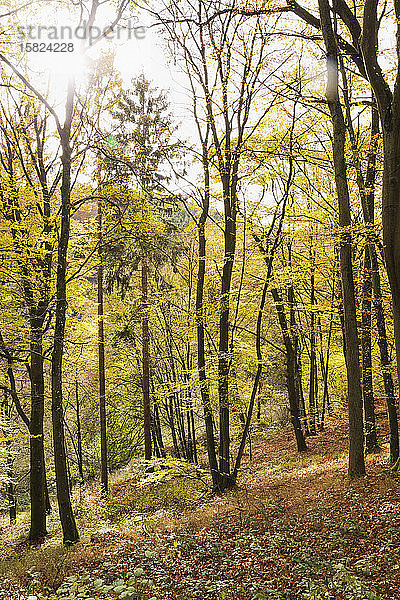 Deutschland  Nordrhein-Westfalen  Herbstwald im Nationalpark Eifel
