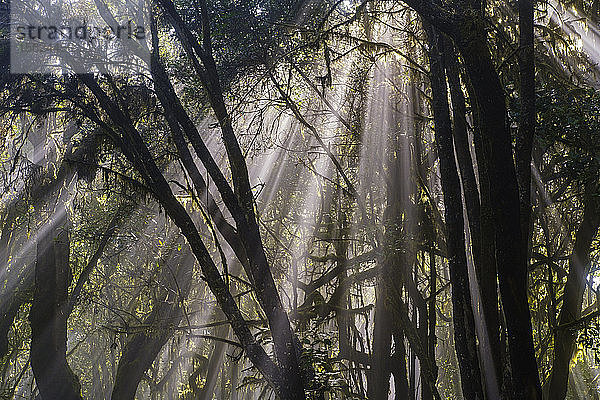 Spanien  Provinz Santa Cruz de Tenerife  Sonnenlicht durchdringt Zweige von Waldbäumen im Garajonay-Nationalpark