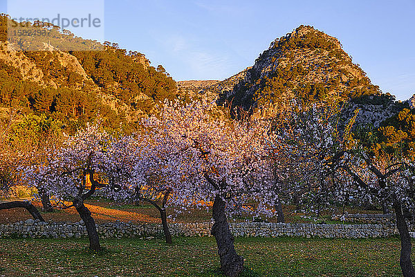 Spanien  Balearen  Mandelbäume im Frühlingsgarten der Serra de Tramuntana im Morgengrauen