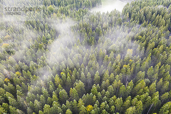 Deutschland  Bayern  Krun  Drohnenansicht des Nebels über dem Herbstwald