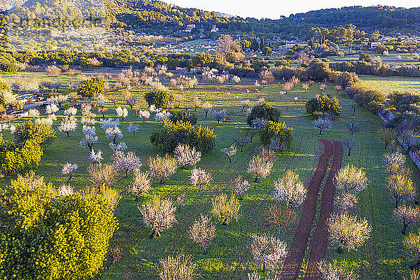Spanien  Balearen  Mancor de la Vall  Luftaufnahme von Mandelbäumen im Frühlingsobstgarten