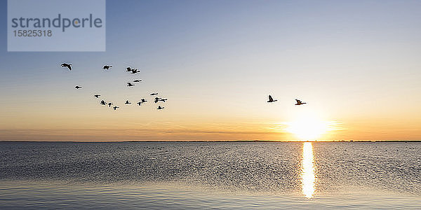 Deutschland  Mecklenburg-Vorpommern  Ostsee  Insel Rügen  Schaprode  Schaproder Bodden  Kraniche (Grus grus)  die bei Sonnenuntergang über dem Meer fliegen