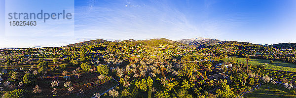 Spanien  Balearen  Mancor de la Vall  Luftbild-Panorama von Mandelbäumen im Frühlingsgarten der Serra de Tramuntana