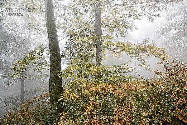 Ukraine  Region Zakarpattia  Karpaten  Borzhava  Berghang Munchel  Herbstwald im Morgennebel