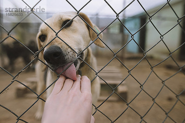 Hund leckt menschliche Hand durch den Zaun im Tierheim