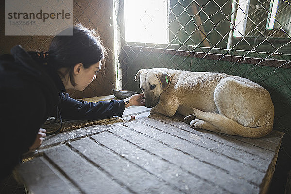 Junge Frau streichelt traurigen Hund im Tierheim