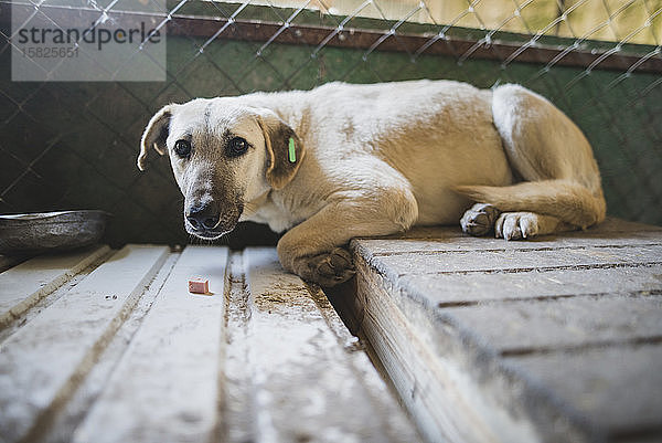 Porträt eines verängstigten Hundes im Tierheim
