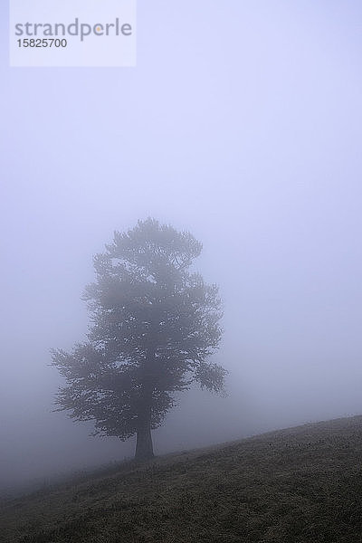 Ukraine  Zakarpattia Region  Karpaten  Borzhava  Berghang Berg Munchel  Einsamer Baum im Morgennebel