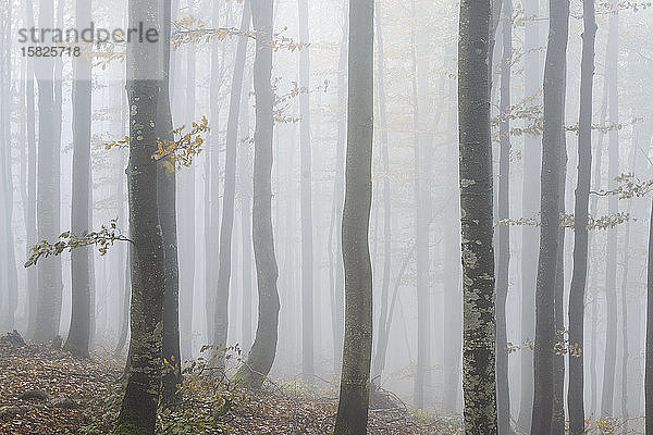 Ukraine  Region Zakarpattia  Karpaten  Wald  Borzhava  Herbstwald im Morgennebel