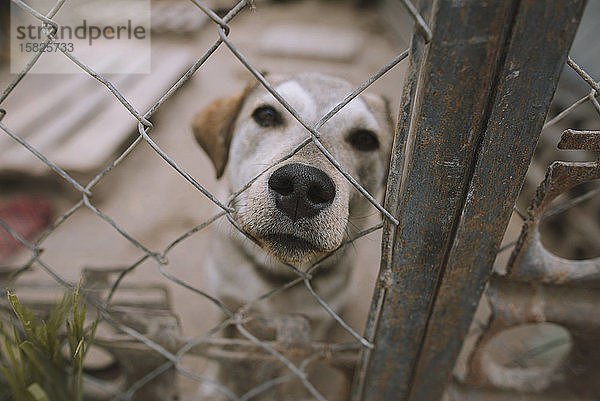 Porträt eines Hundes hinter einem Zaun im Tierheim