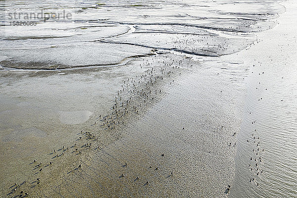 Hunderte von Vogel-Punkt-Marschland auf der Suche nach Mittagessen in der SF-Bucht