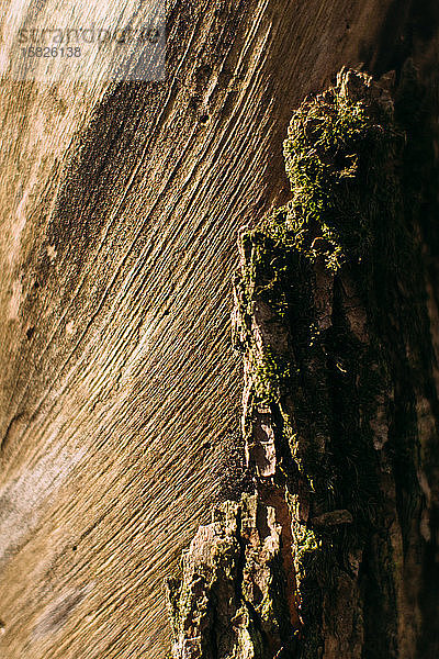 Helle Rinde und Moos am strukturierten Baum