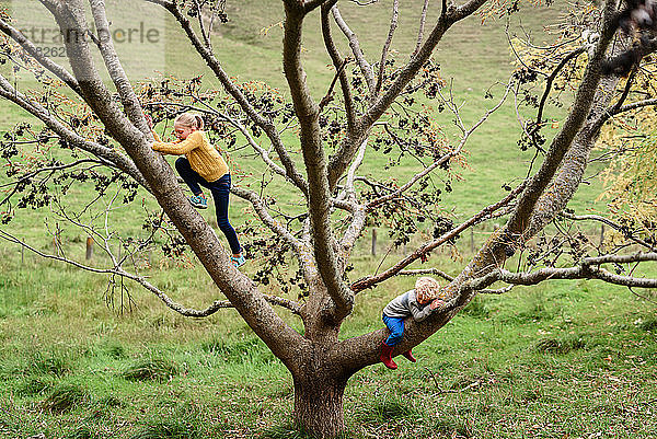 Mädchen und Junge im Vorschulalter klettern auf einen Baum