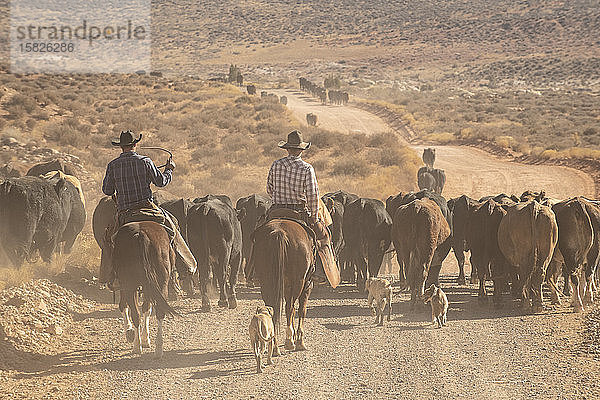 Cowboys raschelnde Rinder auf einem staubigen Abschnitt der Wüste von Utah