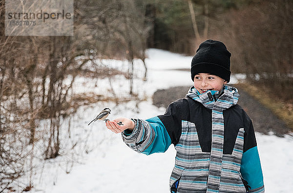 Junge Junge  der an einem Wintertag einen Chickadee-Vogel aus der Hand füttert.