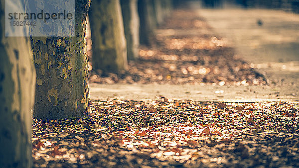 Orangefarbene und braune Herbstblätter auf dem Boden in der Nähe einiger Bäume