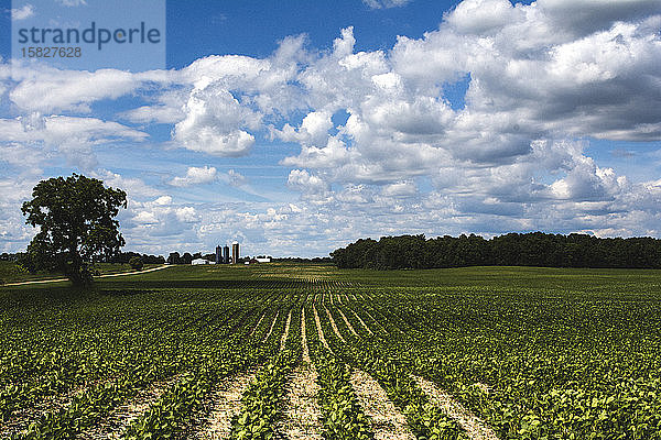 Sojafeld im Frühsommer unter einem wolkenverhangenen Himmel