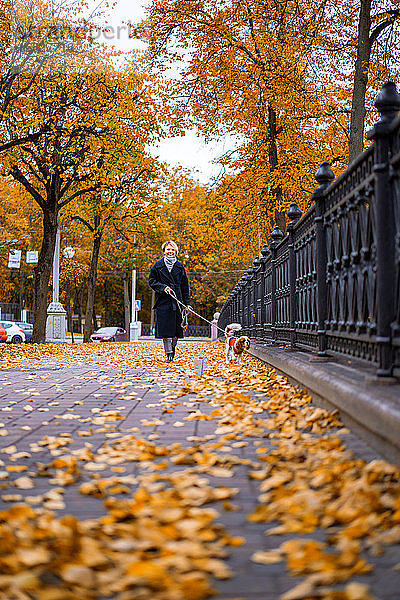 Frau geht im Herbst mit einem Cavalier King Charles Spaniel Hund im Park spazieren