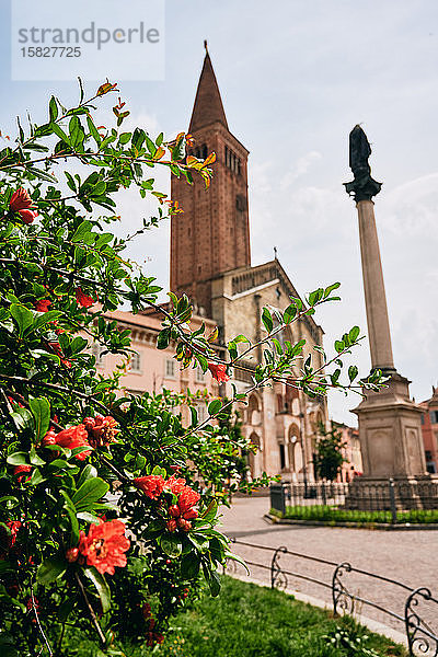 Blühender Busch in der Nähe der mittelalterlichen Kirche und des Denkmals auf der Plaza in Italien