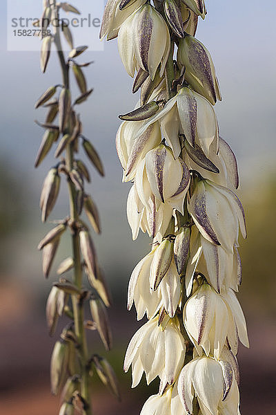 Nahaufnahme von Yucca-Blütenstengeln im Colorado National Monument