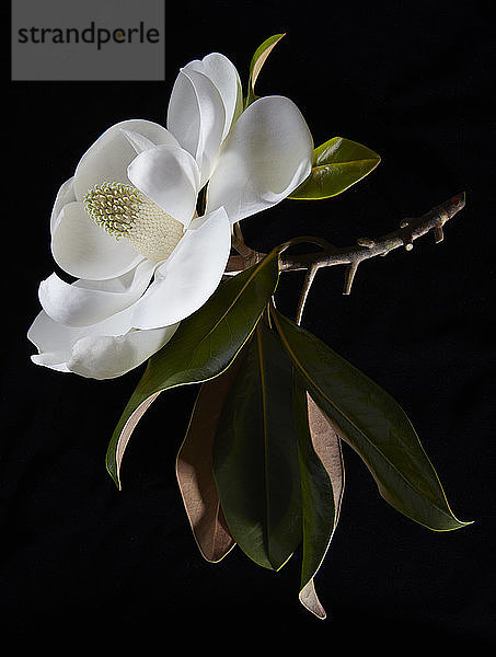 Magnolienblüte