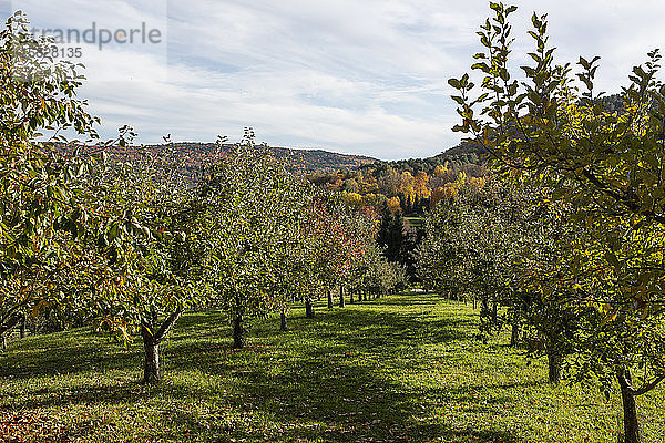 Apfelbäume säumen einen Obstgarten in Quechee  Vermont.