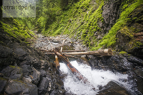 Blick auf einen Wasserfall voller umgestürzter Bäume.