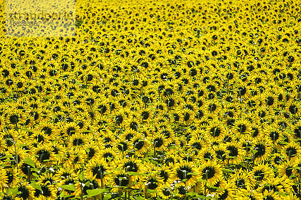 Feld mit gelben Riesensonnenblumen in voller Blüte