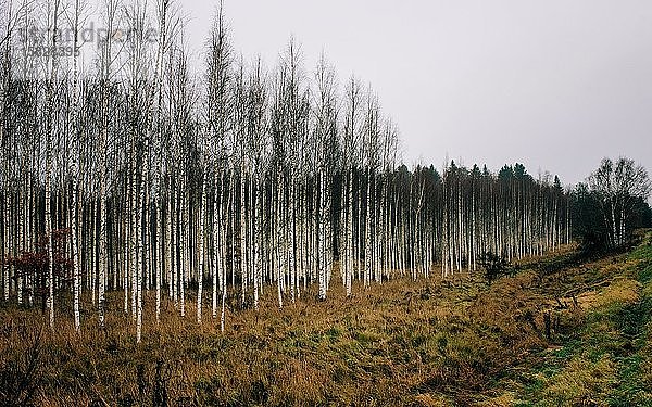 Silberbirkenwald in Schweden im Winter