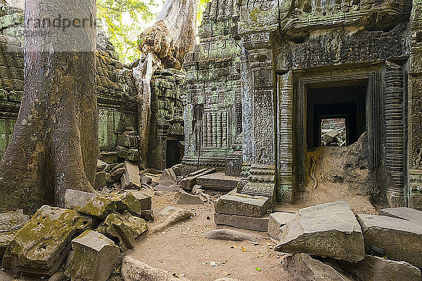 Ta-Prohm-Tempel (Rajavihara)  Siem Reap  Kambodscha