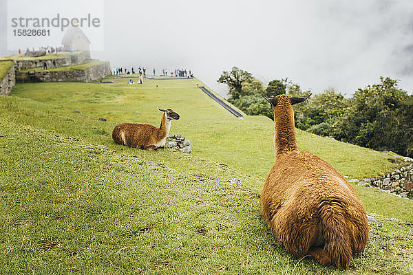 Lamas sitzen in der Nähe von Machu Picchu in Peru