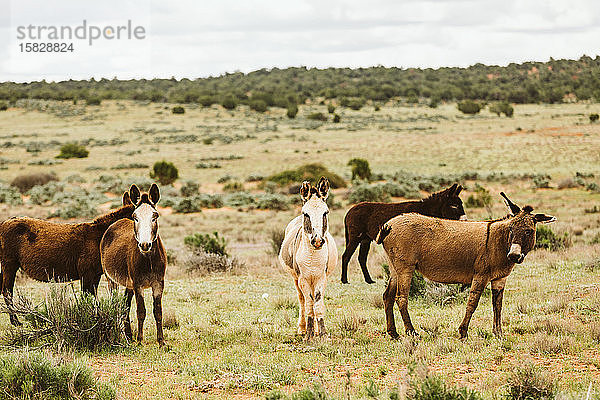 Sindbadische Herde wilder Esel im San Rafael Swell in der Wüste von Utah