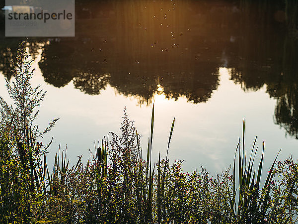 Canva-Reflektion der Silhouettenbäume im See gegen den Himmel bei Sonnenuntergang