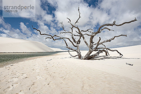 Trockener Baum im Lencois Maranhenses-Nationalpark