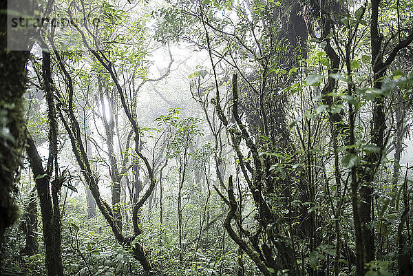 Der Dschungel des Biologischen Reservats Monteverde in Costa Rica