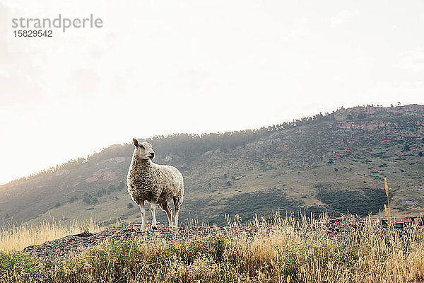 Im Feld stehendes Schaf mit Bergen im Hintergrund