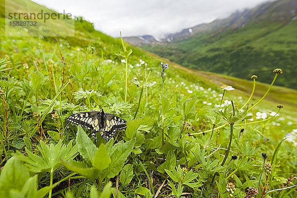 Schmetterling auf der Wiese am Cooper Mountain  Kenai-Halbinsel  Alaska