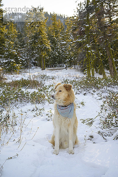 Süßer Hund sitzt im Schnee im Wald