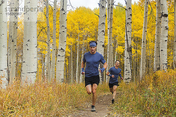 Männerpfad führt durch Espenwald mit Herbstfärbung in Vail  Colorado