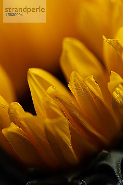 Makroaufnahme von Sonnenblumenblättern