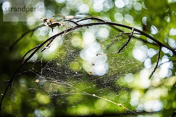 Zweige mit Spinne auf Spinnennetz auf verschwommenem Frühlingswaldhintergrund