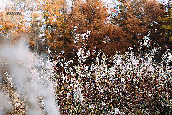 Büsche und Pflanzen. Herbstlicher Waldhintergrund