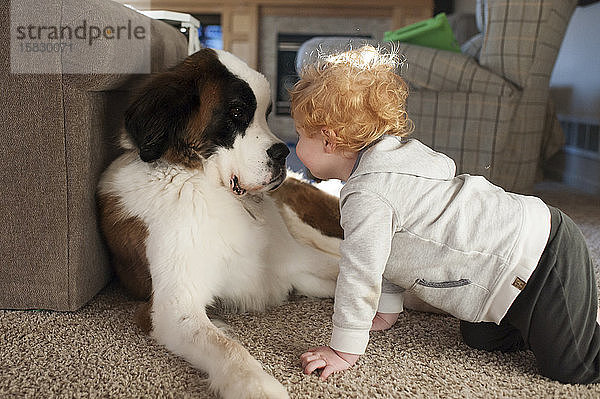 Glückliches Kleinkind nähert sich zu Hause auf dem Boden großen Hundegesichtern