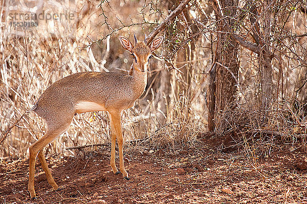 Antilope steht in der Savanne von Kenia  dik-dik