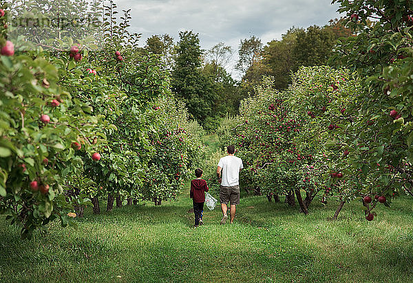 Vater und Sohn beim gemeinsamen Spaziergang durch eine Apfelplantage im Herbst.