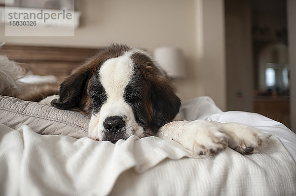 Großer Hund liegt zu Hause auf einem Bett und macht ein Nickerchen