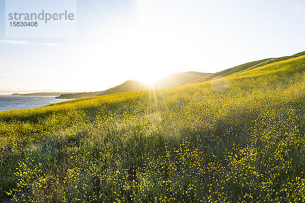 Idyllische kalifornische Hänge gefüllt mit Wildblumen bei Sonnenuntergang