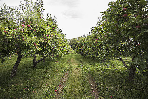 Blick in die Mitte von zwei Reihen von Apfelbäumen in einem Obstgarten.
